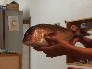 2015.5.28 沼津の魚　鯛！